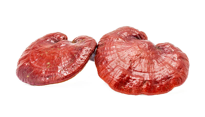 Reishi