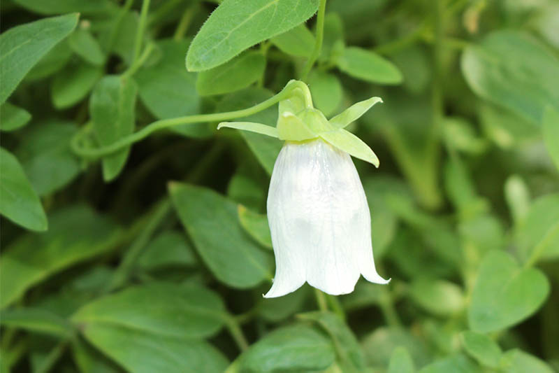 Codonopsis armonizza le funzioni dello stomaco