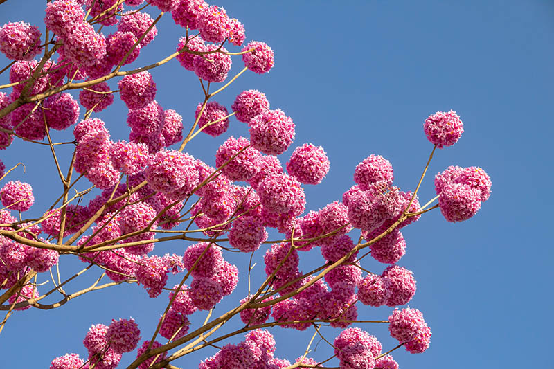 Tabebuia per le nostre difese