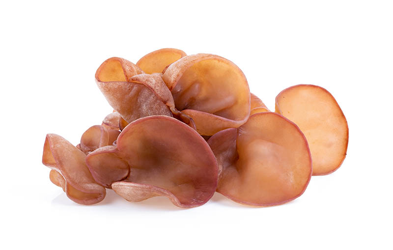 Auricularia