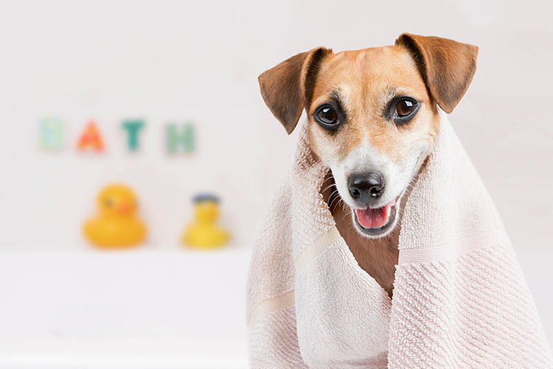 Shampoo per cani alla Lavanda