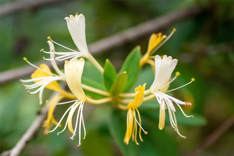 Vie aeree protette con Lonicera