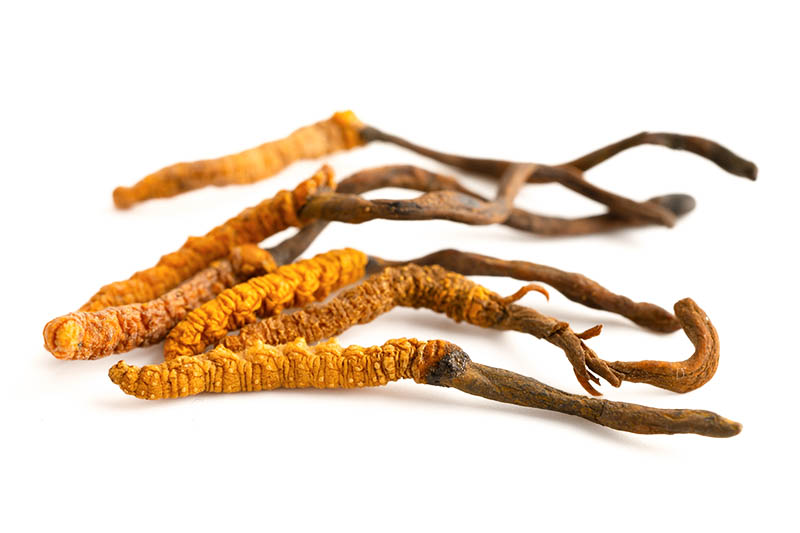 CORDYCEPS