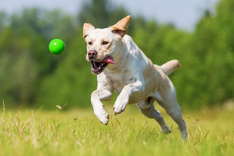Equiseto, rimineralizzante prezioso